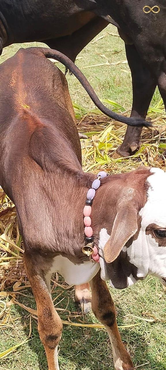 WhatsApp Image 2026-02-19 at 13.59.46